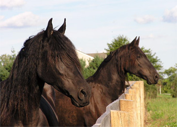 Friesians For Sale (Stallions)